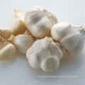 low price  hot sale fresh garlic new crop garlic pure white garlic